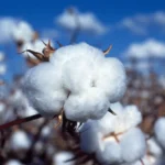 Organic Cotton - Is it really Sustainable - CSIRO_ScienceImage_3251 - Savings With Style